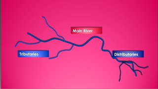 What are Tributaries and Distributaries of a River  Questions and Concepts [upl. by Neemsay996]