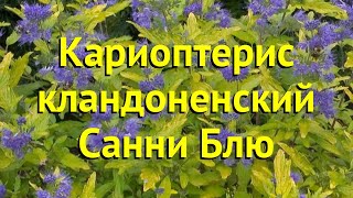 Кариоптерис кландоненский Санни Блю Краткий обзор описание caryopteris clandonensis Sunny Blue [upl. by Tigirb517]