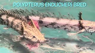 Polypterus endlicheri bred [upl. by Woodie]