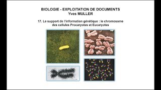 17 Le support de l’information génétique  le chromosome des cellules Procaryotes et Eucaryotes [upl. by Darbie]