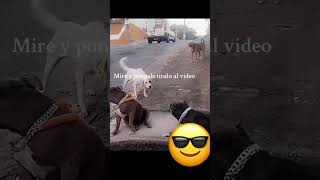 Los perros también reaccionan a videos de perros videoshors [upl. by Nnylaf]