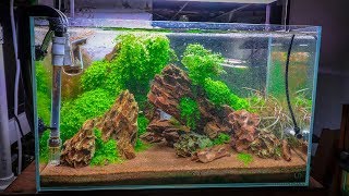 TOP 5 EASY CARPETING AQUARIUM PLANTS [upl. by Annoerb]