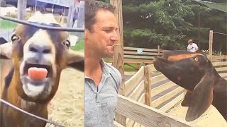 Goats Screaming Like Humans Try Not to Laugh 🐐 😲 😀 😂 🤣 February 2021 Compilation [upl. by Nylorac]