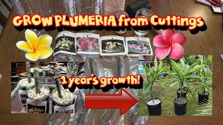 Tricks for Growing Hawaiian Plumeria from Cuttings 🌺 Even Indoors in the Winter [upl. by Krishnah]