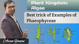 Brown Algae  Trick of Examples of Phaeophyceae  Plant Kingdom class 11 Algae class 11NEET [upl. by Samul638]