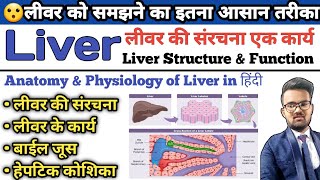 Liver Anatomy and Physiology  Function of Liver  Hepatic Cell  Bile Juice  Lobes of Liver [upl. by Dannon980]