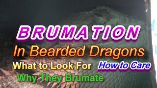 Brumation in Bearded Dragons  What Why and How [upl. by Nnylyt856]