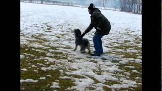 Standard Schnauzer Salt and Pepper Protection Training CAL1CAL2 Pepe 14 months old [upl. by Airegin]