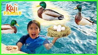 Ducks took over our swimming pool and lay eggs [upl. by Ferne441]