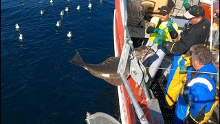 Halibut Fishing Longline Kveitefiske Sørøya Finnmark Norway Summer 2023 4K HD [upl. by Almita690]