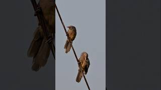 Jungle Babbler Bird bird nature shortvideo youtubeshorts [upl. by Sydel]