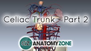 Celiac ArteryTrunk  Part 2  Anatomy Tutorial [upl. by Modesta]