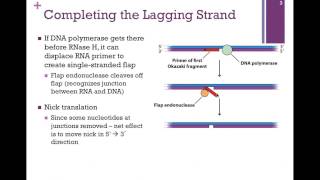 163DNA Ligase amp the Lagging Strand [upl. by Harrie]