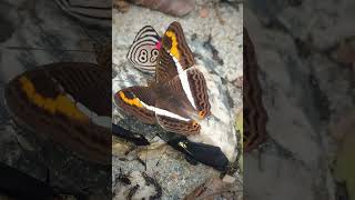 Mariposas hermanas Adelpha corcyra ssp collinaFamilia NymphalidaeTribu Limenitidinibutterflyfly [upl. by Nelsen802]