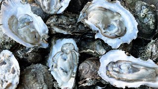 Harvesting WILD OYSTERS By Hand CATCH AND COOK [upl. by Ainav22]