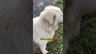 Maremma livestock guardian dog [upl. by Kinzer]