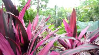 Ti Plant  Cordyline fruticosa [upl. by Tadd]