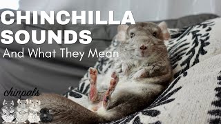 Chinchilla Sounds Compilation Description and Meaning [upl. by Draper699]