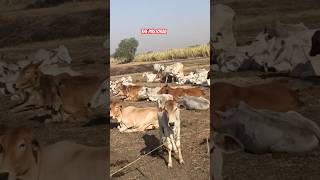 🐮🌾मतखंडात मथुरा लमाण यांची शेतात गाय बांधण्याची पद्धत  Mathura Laman cattle shorts cow [upl. by Yarled281]