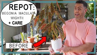 Repotting  Caring for my Angel Wing Polka Dot Begonia Maculata Wightii Crucial Care Tips  Repot [upl. by Philly976]