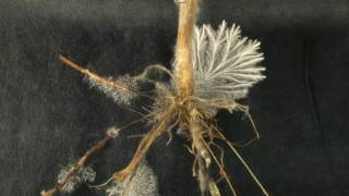 Sclerotium rolfsii growing from stevia root timelapse [upl. by Nomae]