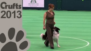 Obedience Dog Championships  Day 3  Crufts 2013 Suzy Tooley amp Woughstock Wynesome Hartze [upl. by Odirfliw]