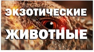 Галилео Экзотические животные [upl. by Cochard174]