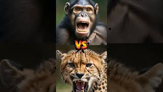 Great Gorilla Chimpanzee vs Big Cats Lion Tiger Leopard animals cartoon funny wargabottom [upl. by Quennie]