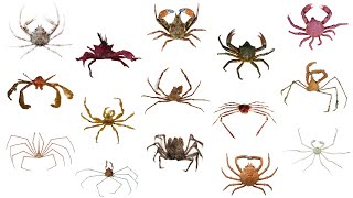 Species of Crab  PART 3 Crabs CrabFamilies [upl. by Silden]