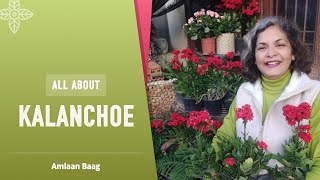 All About Kalanchoe  Time To Buy This Long Lasting Flowering Plant  सर्दियों में कलांचू जरूर लगाएं [upl. by Noelle]