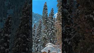 Swat jarogo valleySwat jargoo heavy snow amazing beauty tallest trees and beautiful mountains [upl. by Ydnahs]