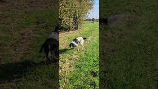 Und jetzt gehts richtig ins Wasser kleiner münsterländer hundetraining ausbildung trainieren [upl. by Fakieh906]