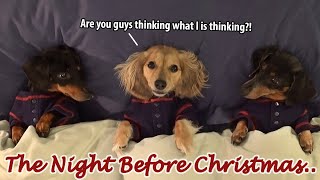 Ep7 Dachshund Mischief on the Night Before Christmas [upl. by Atinaw741]