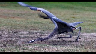 Two Great Blue Herons have a productive day [upl. by Onairotciv944]