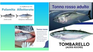 Differenze tra Tonno Rosso e Tombarelli Alletterati Palamite differenze tra le specie [upl. by Yrrek]