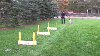 Flyball Training Tips Power Jumping [upl. by Lah]