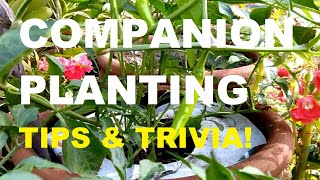 COMPANION PLANTING  COMPANION PLANTS  PHILIPPINE VEGETABLES  GARDENING PHILIPPINES [upl. by Sumer129]