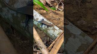 හීරළුවාහිකනලා 🦎🦎 HeeraluwaHikanala Dotted Garden Skink Lygosoma punctuate animals [upl. by Eenafets]