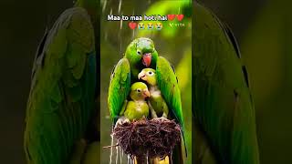 mother lover reaction  Maa to maa hi hoti hai❤❤❤ maa pyar emotional birds shorts viralvideo [upl. by Ruthy]