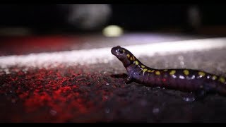 Salamanders by the thousands get help crossing the road in Honeoye NY [upl. by Arissa]