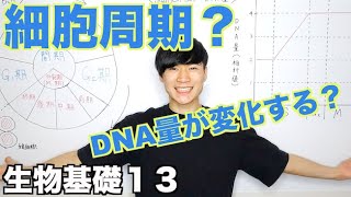 【生物基礎13】細胞周期とDNA量の変化 [upl. by Aikahs834]