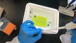 Polymerase Chain Reaction PCR [upl. by Egrog407]