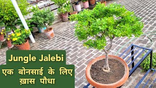 जंगल जलेबी प्लांट केयर How to care Pithecellobium dulce bonsai Best plant for bonsai [upl. by Nerraj459]