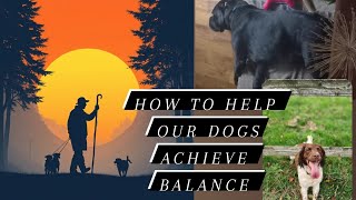 Ways to help our dogs achieve balance [upl. by Yduj879]