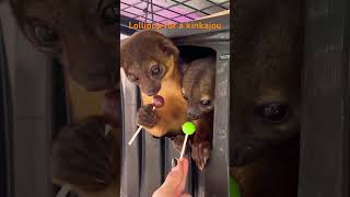 KINKAJOU EATS LOLLIPOP animals wildlife kinkajou lollipop [upl. by Cyril]