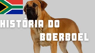 História do Boerboel [upl. by Tayyebeb313]