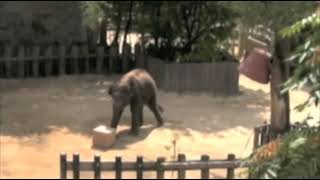 Kandula National Zoo insightful problem solving 2 [upl. by Cinomod]