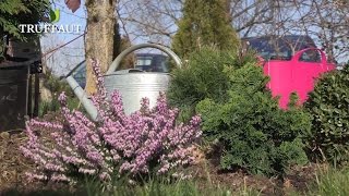 Créer une rocaille ou massif de conifères nains au jardin  Truffaut [upl. by Kal]