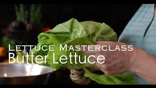 Butter Lettuce  Everything you need to know about butter lettuce [upl. by Bordiuk]