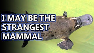 Platypus facts mammals that lay eggs  Animal Fact Files [upl. by Jemma857]